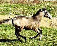 buckskin-see-pics-horse