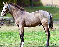 flashy-crossbred-pony