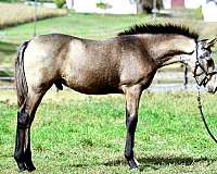 trail-crossbred-pony