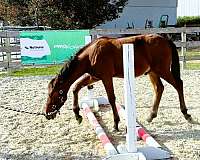 family-morgan-horse