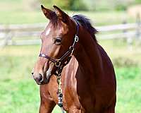 all-around-morgan-horse