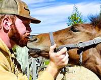 gentle-morgan-horse