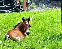 sporthorse-morgan-horse