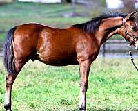 prospect-morgan-horse