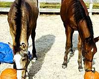 dressage-morgan-horse