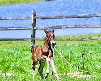 eventing-morgan-horse