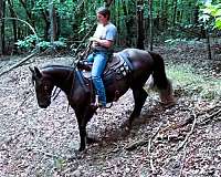 family-missouri-fox-trotter-horse