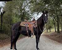 trail-missouri-fox-trotter-horse