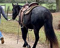 all-around-missouri-fox-trotter-horse