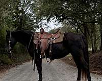 gaited-missouri-fox-trotter-horse