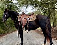 athletic-missouri-fox-trotter-horse