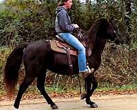 experienced-missouri-fox-trotter-horse