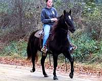 horsemanship-missouri-fox-trotter-horse