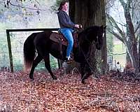 lesson-missouri-fox-trotter-horse