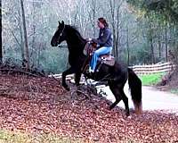 ridden-english-missouri-fox-trotter-horse