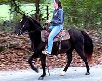 ridden-western-missouri-fox-trotter-horse