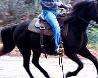 trail-riding-missouri-fox-trotter-horse