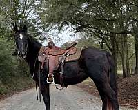 trail-riding-missouri-fox-trotter-horse