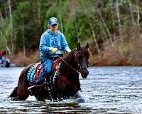 flashy-morgan-horse