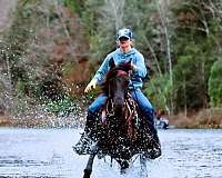 family-morgan-horse