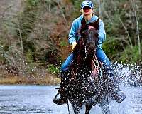 trail-morgan-horse