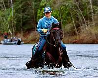 husband-safe-morgan-horse