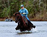 all-around-morgan-horse