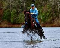 gentle-morgan-horse