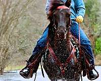 ranch-morgan-horse