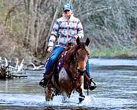 bay-roan-see-pics-horse