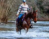 flashy-kentucky-mountain-horse