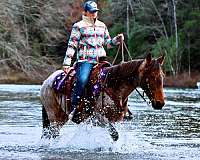 family-kentucky-mountain-horse