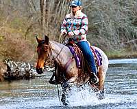 trail-kentucky-mountain-horse