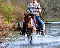 husband-safe-kentucky-mountain-horse