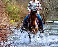 all-around-kentucky-mountain-horse