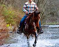 gaited-kentucky-mountain-horse