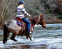 athletic-kentucky-mountain-horse