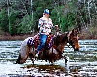 experienced-kentucky-mountain-horse