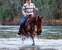 horsemanship-kentucky-mountain-horse