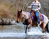 ridden-western-kentucky-mountain-horse