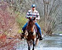 trail-riding-kentucky-mountain-horse