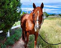 sorrel-see-pics-horse