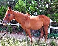 family-quarter-horse