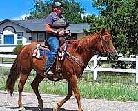 trail-quarter-horse