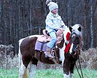 tobiano-see-pics-horse