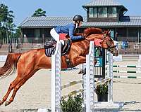 beginner-holsteiner-thoroughbred-horse