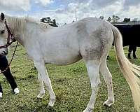 palomino-tobiano-pony