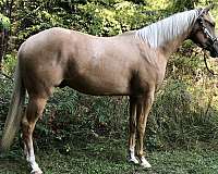 english-pleasure-quarter-horse