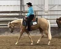 show-experience-quarter-horse