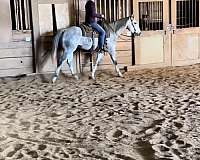 barrel-racing-quarter-horse